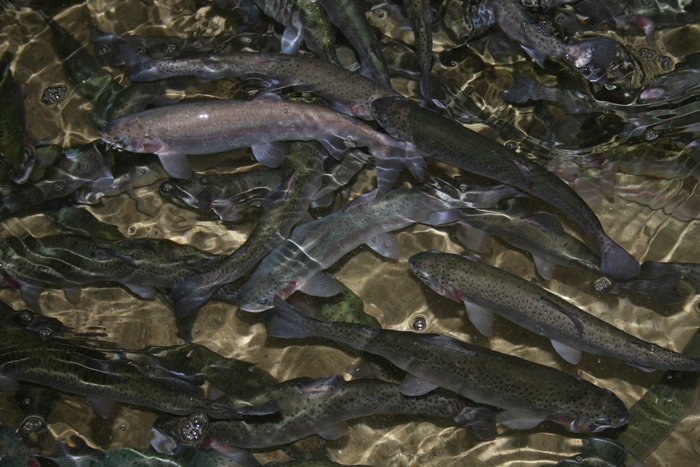 Рыбы Узбекистана Фото