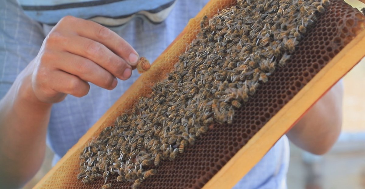 Проблемы пчеловодства: Как увеличить прибыль бизнеса и добавочную стоимость отрасли 
